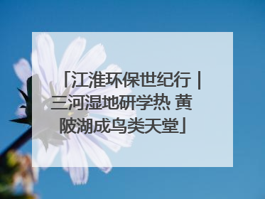 江淮环保世纪行｜三河湿地研学热 黄陂湖成鸟类天堂